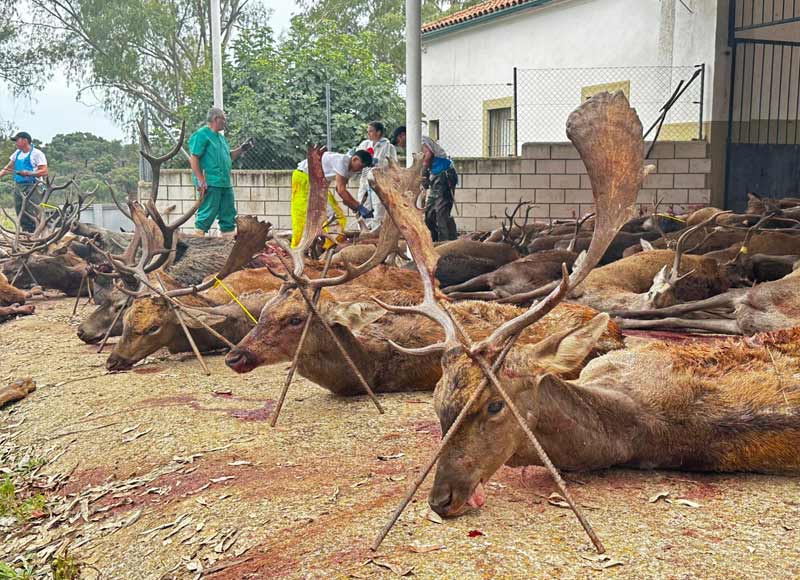 Resultado Montería Miralrío 2024 Hunting SG